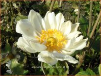 Anemone hybrida &#39;Whirlwind&#39;