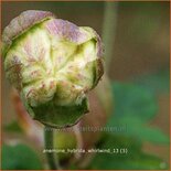 Anemone hybrida &#39;Whirlwind&#39;