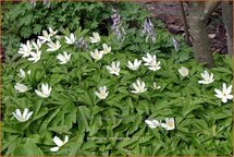 Anemone nemorosa