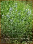 Amsonia tabernaemontana salicifolia