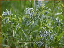 Amsonia tabernaemontana salicifolia