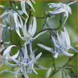 Amsonia tabernaemontana salicifolia