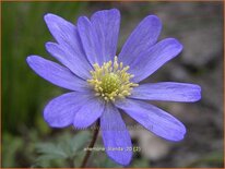 Anemone blanda