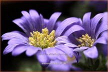 Anemone blanda