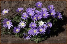 Anemone blanda