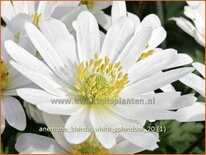 Anemone blanda &#39;White Splendour&#39;