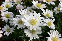 Anemone blanda &#39;White Splendour&#39;