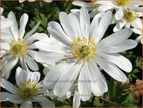 Anemone blanda &#39;White Splendour&#39;