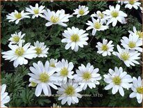 Anemone blanda &#39;White Splendour&#39;