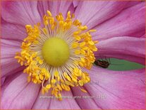 Anemone hupehensis &#39;Prinz Heinrich&#39;