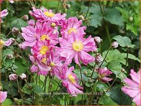 Anemone hupehensis &#39;Prinz Heinrich&#39;