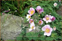 Anemone hupehensis &#39;September Charm&#39;