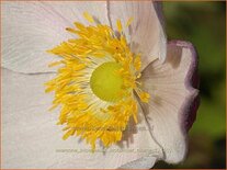 Anemone hupehensis &#39;September Charm&#39;