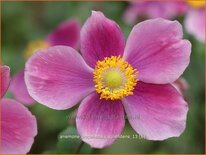 Anemone hupehensis &#39;Splendens&#39;