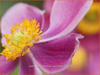 Anemone hupehensis &#39;Splendens&#39;