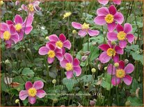 Anemone hupehensis &#39;Splendens&#39;