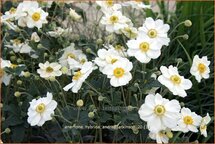 Anemone hybrida &#39;Andrea Atkinson&#39;