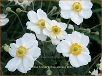 Anemone hybrida &#39;Andrea Atkinson&#39;