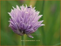 Allium schoenoprasum