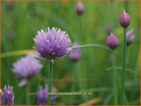 Allium schoenoprasum