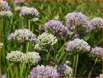 Allium senescens