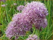 Allium senescens montanum