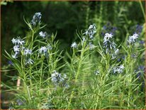 Amsonia hubrechtii