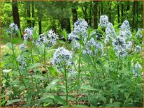 Amsonia tabernaemontana