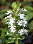 Ajuga reptans &#39;Sanne&#39;