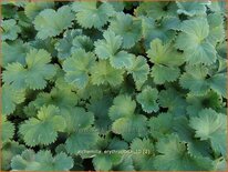 Alchemilla erythropoda