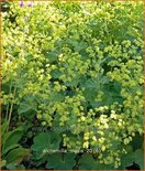 Alchemilla mollis