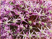 Allium aflatunense &#39;Purple Sensation&#39;