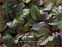 Ajuga reptans &#39;Atropurpurea&#39;