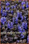 Ajuga reptans &#39;Black Scallop&#39;