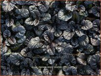 Ajuga reptans &#39;Black Scallop&#39;