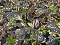 Ajuga reptans &#39;Catlins Giant&#39;