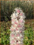 Actaea ramosa &#39;Pink Spike&#39;