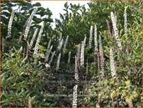 Actaea simplex &#39;Atropurpurea&#39;