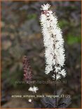 Actaea simplex &#39;Black Negligee&#39;