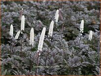 Actaea simplex &#39;Brunette&#39;