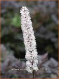 Actaea simplex &#39;Brunette&#39;