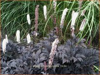 Actaea simplex &#39;Brunette&#39;