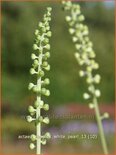 Actaea simplex &#39;White Pearl&#39;