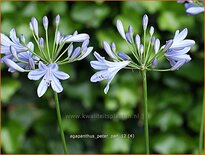 Agapanthus &#39;Peter Pan&#39;