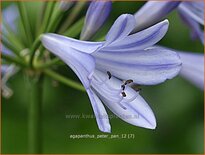 Agapanthus &#39;Peter Pan&#39;