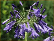 Agapanthus &#39;Purple Cloud&#39;