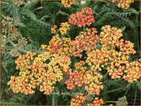 Achillea &#39;Walter Funcke&#39;