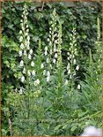 Aconitum napellus &#39;Album&#39;