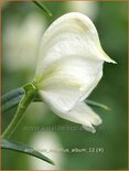 Aconitum napellus &#39;Album&#39;