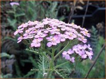 Achillea millefolium &#39;Lilac Beauty&#39;